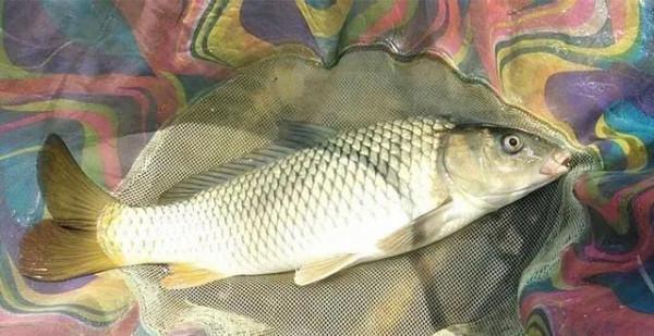 為啥天越冷越上魚?立冬後三大垂釣技巧,上魚又快又狠 為啥天越冷越上魚?立冬後三大垂釣技巧,上魚又快又狠