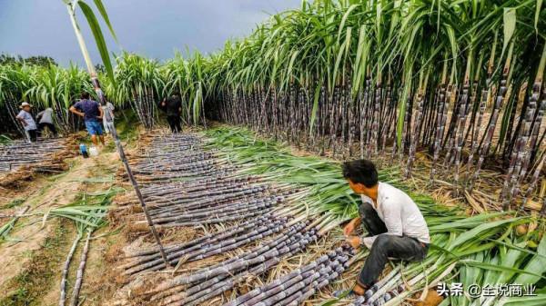 新能源汽車和糖 新能源汽車和糖