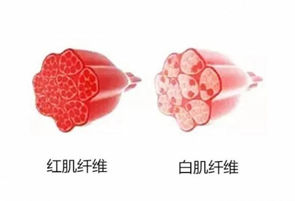 健身時的幾個概念和常識(讓你少走很多彎路哦) 健身時的幾個概念和常識(讓你少走很多彎路哦)