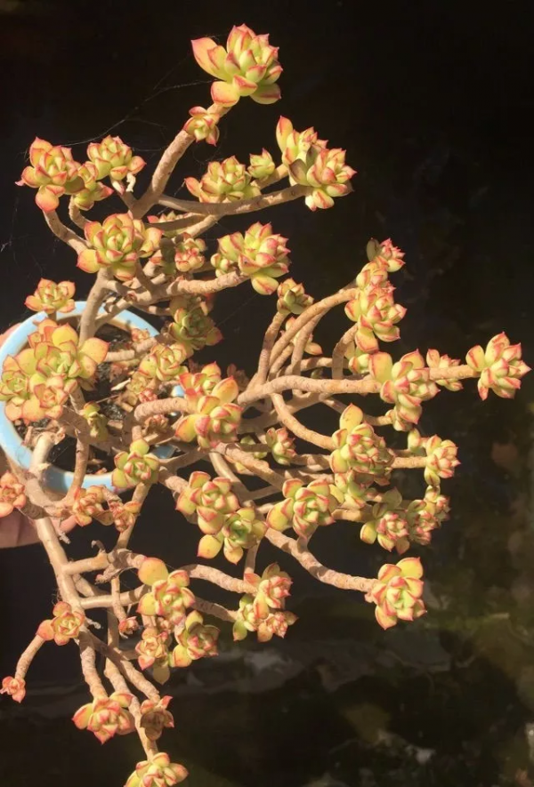 4年時間，靠一腔熱誠打造多肉花園