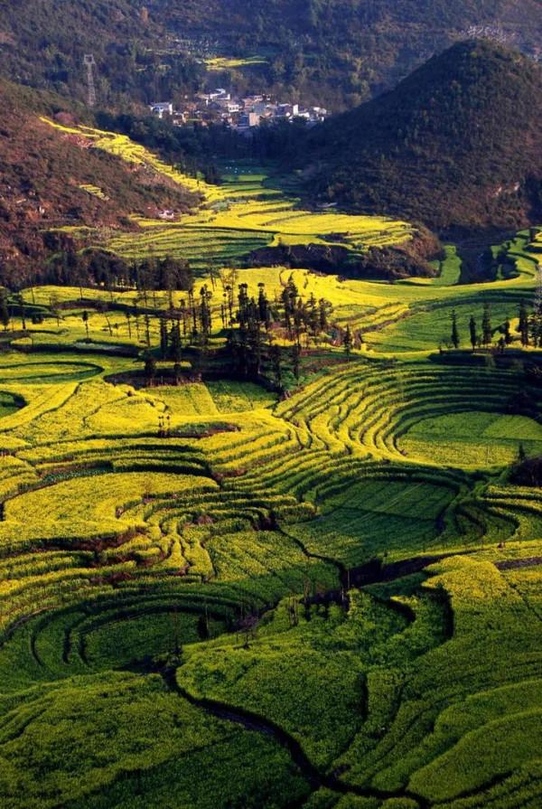 分享圖片，春天來了，滿山遍野的油菜花開了