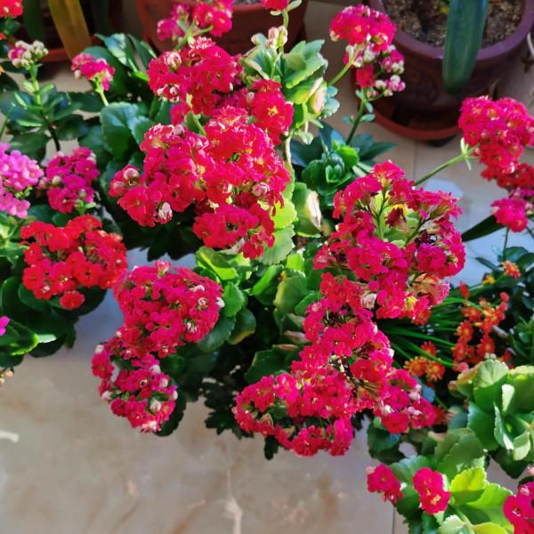 看看我家的長壽花，開爆盆了