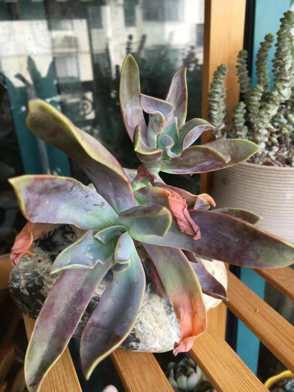 開啟侷限製造不同玩法——多肉也可以成為一片景