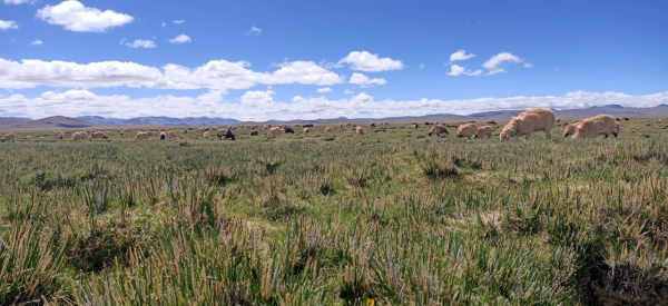 牧人的真是生活