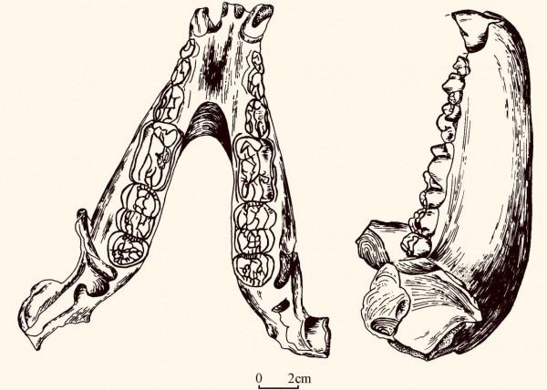 2001年湖北發現用熊貓陪葬的4000年古墓,墓主為何會用熊貓殉葬? 2001年湖北發現用熊貓陪葬的4000年古墓,墓主為何會用熊貓殉葬?