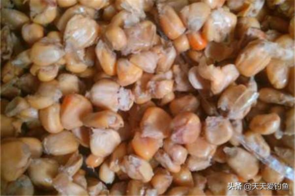 仲秋時節，秋高氣爽魚兒肥，不冷不熱好釣魚，這是釣大魚的開始