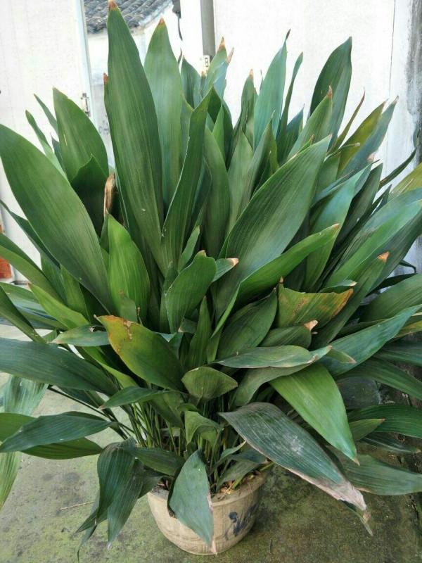 讓衛生間也變小花園的方法，關鍵在這3種花，還有淨化空氣效果