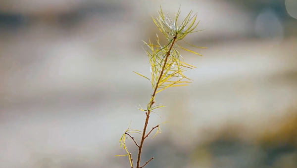 邵根夥博士：致敬中國聖牧，致敬創造的力量