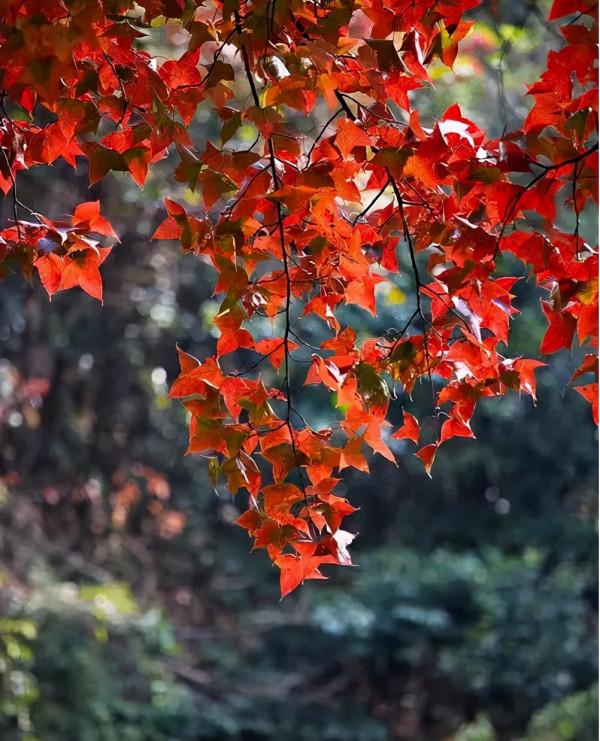 秋天來了，廣東楓葉已經美翻了，是觀賞好時節
