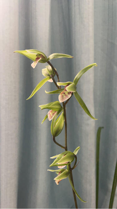 蘭花品種多,中國蘭花五大品種,你知道嗎? 蘭花品種多,中國蘭花五大品種,你知道嗎?