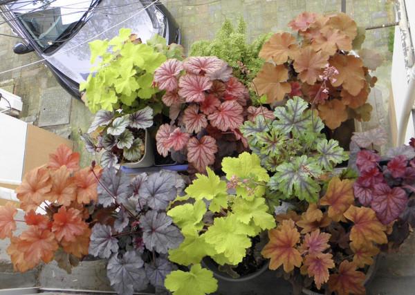 雨雪天凍不死的8種花,越冷越開花,冬天養一盆,喜慶又漂亮 雨雪天凍不死的8種花,越冷越開花,冬天養一盆,喜慶又漂亮