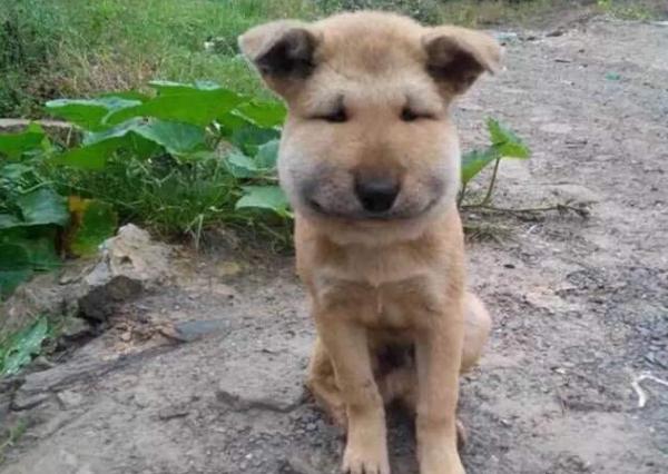 為什麼“土狗”棄養率這麼高？原因這5個，真讓人傷心