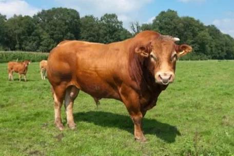 莫言:人一旦失去制約,必定變得虛偽又醜陋,繼而胡作非為 莫言:人一旦失去制約,必定變得虛偽又醜陋,繼而胡作非為