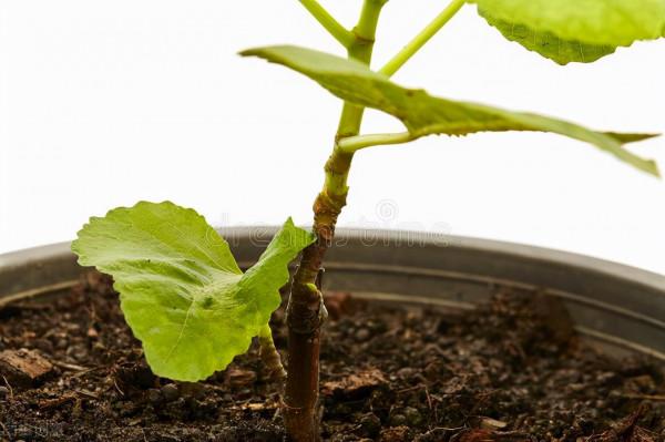 花果扦插苗耐寒性觀察，4個芭勞奈的無花果扦插對比