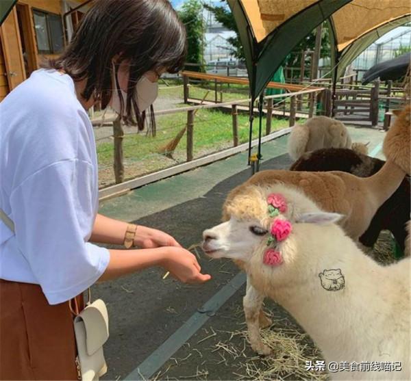 你見過羊駝賽跑嗎?其實讓它們跑起來是有訣竅的 你見過羊駝賽跑嗎?其實讓它們跑起來是有訣竅的