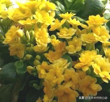 鵝黃色長壽花，給你帶來清新寧靜的淡淡溫暖