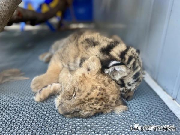 今年的一切以&OpenCurlyDoubleQuote;大橘&rdquo;為重