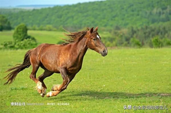 分享——駿馬