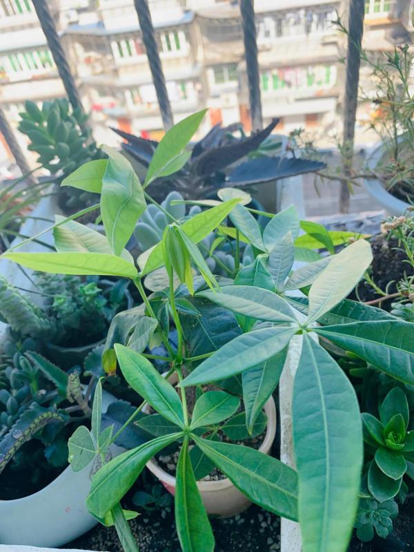 小植物生機勃勃