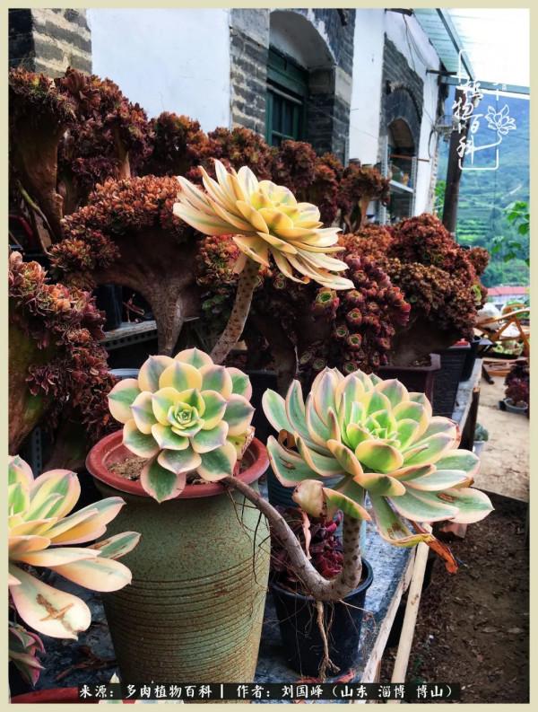 秋季多肉，你是王者歸來嗎？（附秋季養護知識）