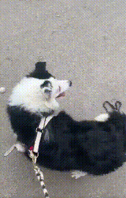 邊牧媽媽帶著小狗住廢墟，主人說它犯錯“受罰”，一喝酒就來打它