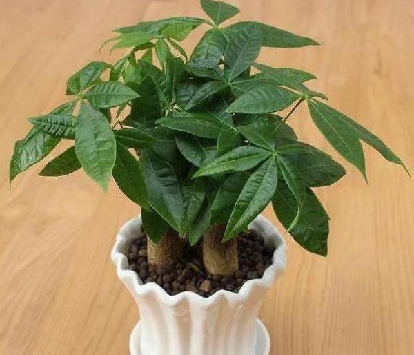 家養美觀大方的五種大盆植物