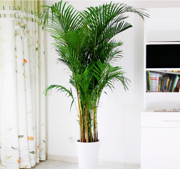 適合養在客廳的“6種吉祥花”，大氣有格調，高階上檔次