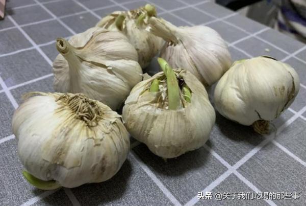 為何大蒜放在超市不發芽,買回家沒幾天就發芽?原來門道多著呢 為何大蒜放在超市不發芽,買回家沒幾天就發芽?原來門道多著呢