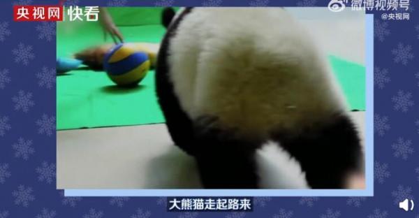 藏在冰墩墩身上的彩蛋：冰墩墩其實是內八字