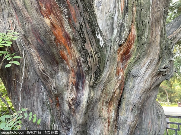 驚豔!這個“太陽神”公園竟藏著江南庭院,古色古香還免費! 驚豔!這個“太陽神”公園竟藏著江南庭院,古色古香還免費!