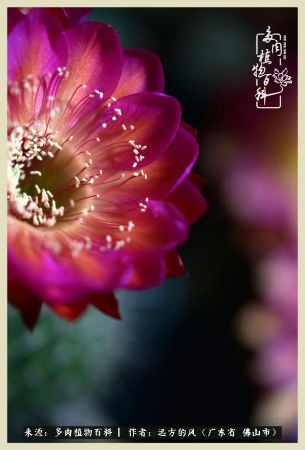 我若盛開，蝴蝶愛來不來