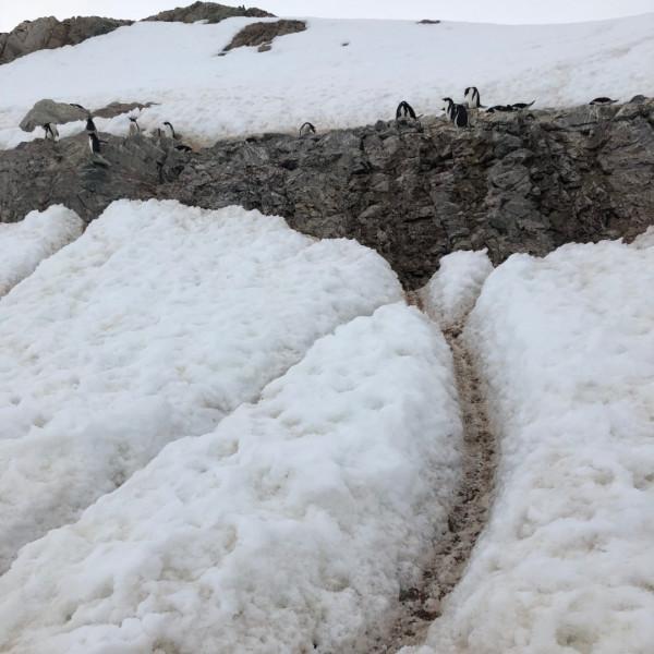 我們去南極結婚了 我們去南極結婚了