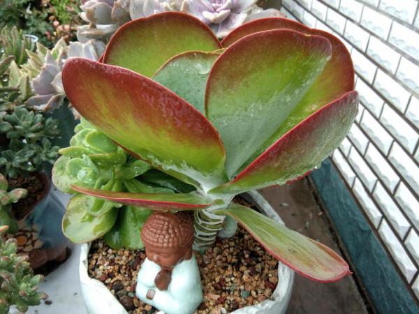 給多肉用鋪面石好處多,可一種常見的大問題卻是鋪面石造成的隱患 給多肉用鋪面石好處多,可一種常見的大問題卻是鋪面石造成的隱患