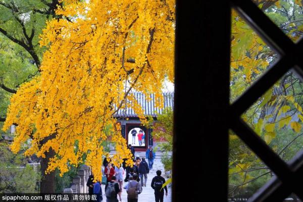 足足20家！北京最美秋色都在這裡了！不用人擠人！