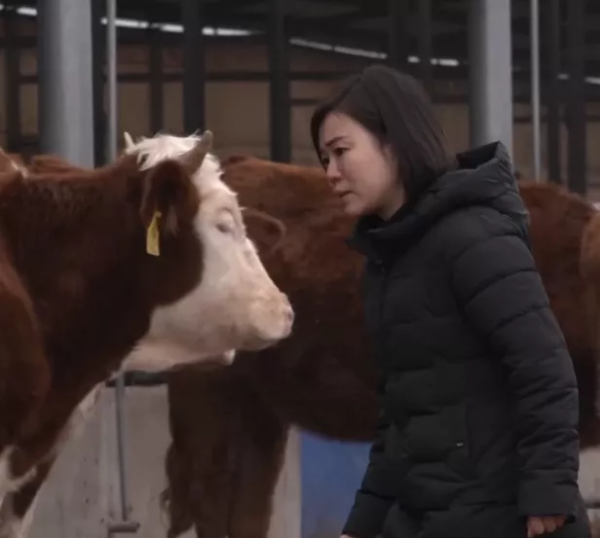 34歲河南美女，經營4個養殖場，養6千頭牛，年銷售額1.6億