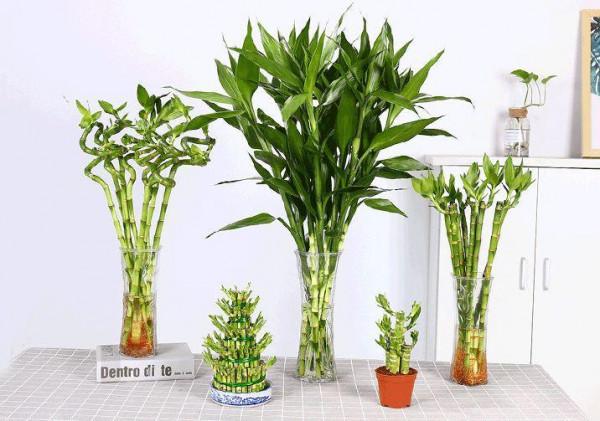 6種能養人的花，越養越有“好運氣”，建議養一盆