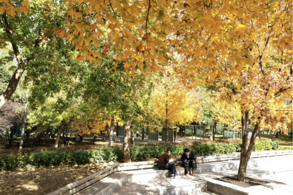 在北京過個秋天，立刻退掉了去騰衝的機票
