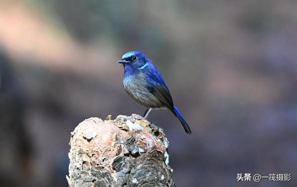 如果每天都有面包蟲侍候，它們會否停下遷徙的腳步