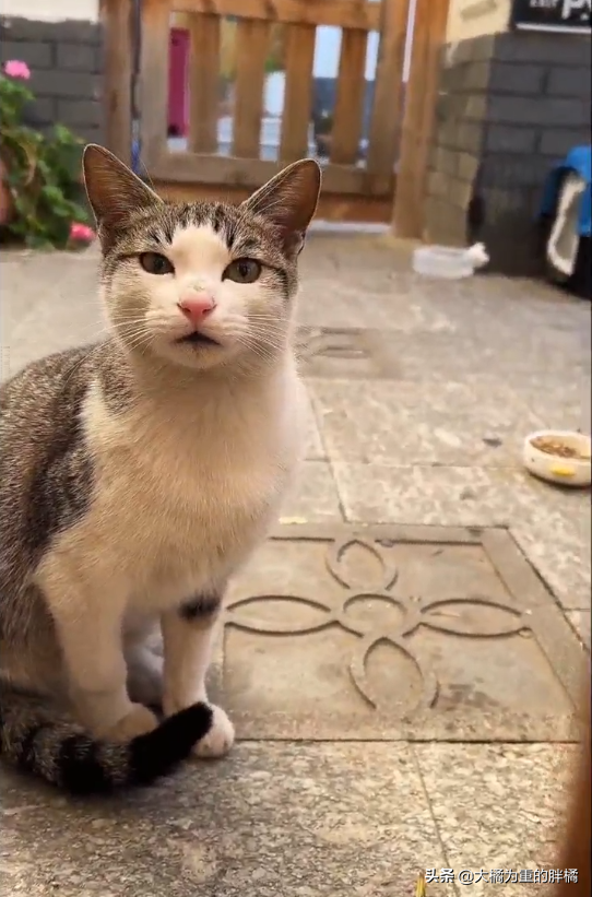 流浪貓多次上門求收養，被拒後仍不死心“擠進去”，結果被打臉