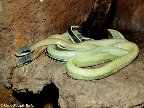 放心 你認識的綠鬣 還叫“綠鬣” 放心 你認識的綠鬣 還叫“綠鬣”