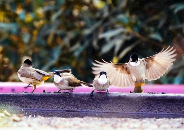 水潭裡飛來了一群小精靈