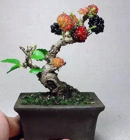 精美的袖珍盆景 精美的袖珍盆景