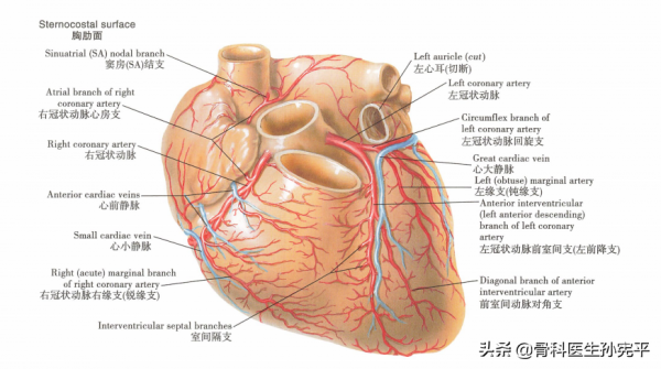 解剖圖譜｜堪稱經典的心臟解剖圖譜，力薦收藏