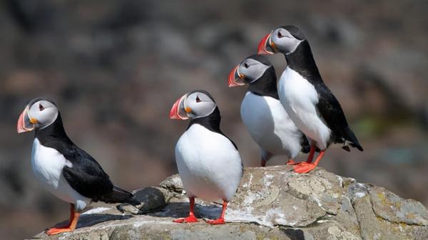 可愛而美麗的鳥類