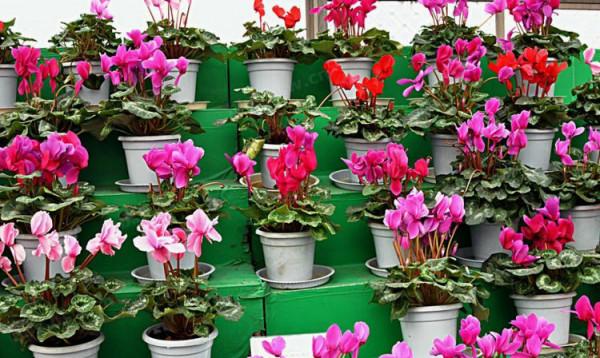 適合窮養的“5種花”，用小盆，少管一些更利於生長和開花