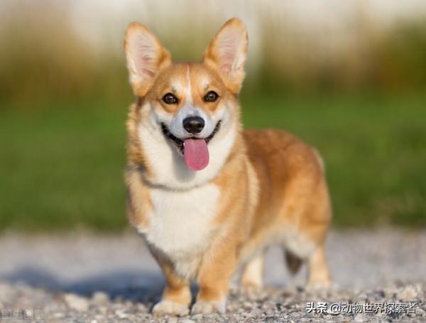 根據您的星座，什麼是最適合您的寵物