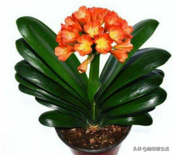 8種漂亮花，可以養一盆，寓意吉祥，旺財又旺家