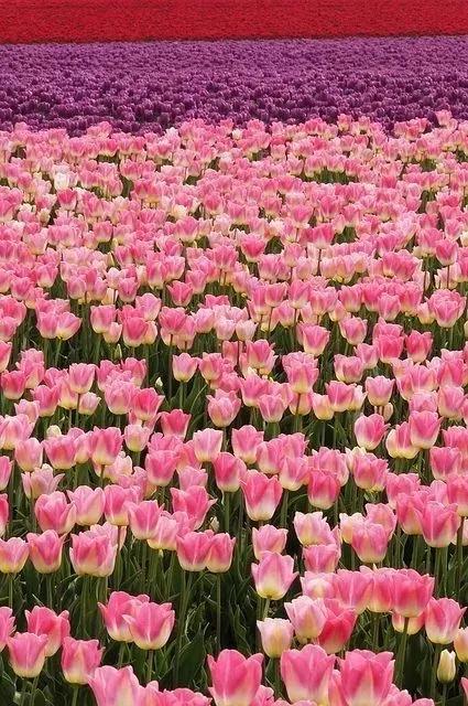 帶你看盡世界上最美的花海