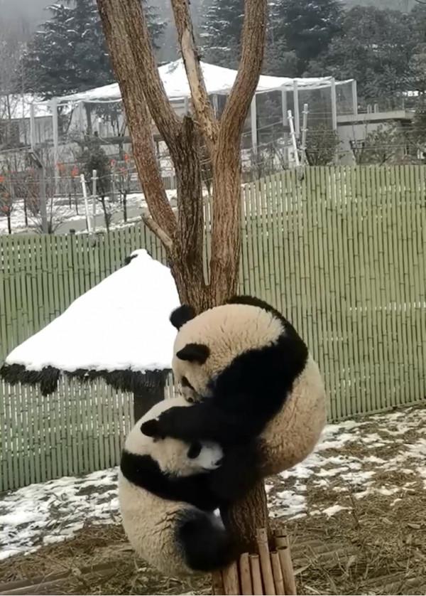 &OpenCurlyDoubleQuote;冰墩墩&rdquo;本墩來了！看大熊貓寶寶雪後&OpenCurlyDoubleQuote;爬樹比賽&rdquo;