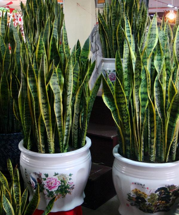 虎皮蘭冬天太&OpenCurlyDoubleQuote;脆弱&rdquo;，避開&OpenCurlyDoubleQuote;3大怕&rdquo;，肥葉竄2米，小芽擠滿盆